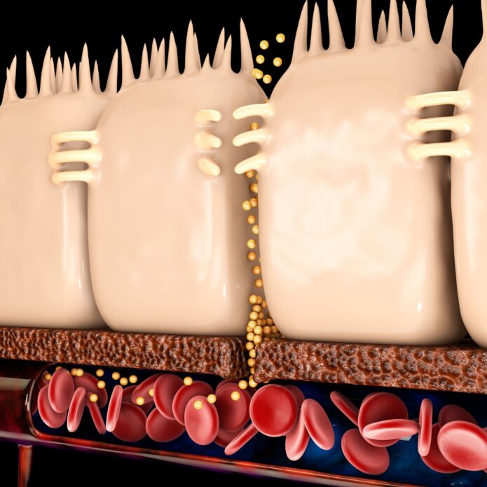 3d illustration of a cross-section of human gums showing teeth, bone structure, and blood cells.